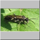 Macrophya alboannulata ~ albicincta - Blattwespe 02a 12mm.jpg